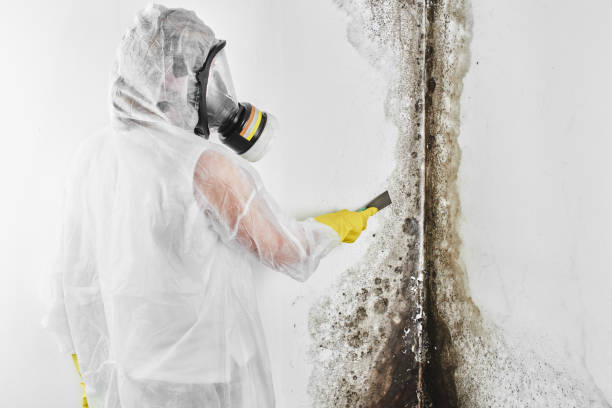 Best Bathroom Mold Remediation in Bangor, MI
