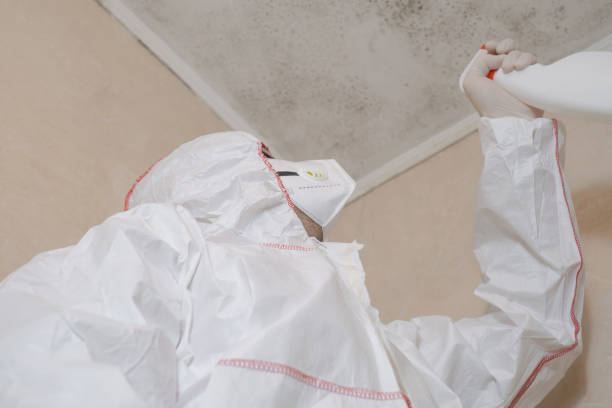 Best Emergency Mold Remediation in Bangor, MI