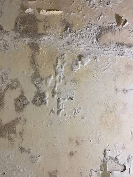 Best Kitchen Mold Remediation in Bangor, MI