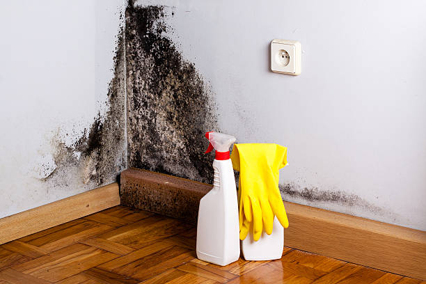 Best Emergency Mold Remediation in Bangor, MI