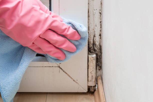Best Mold Remediation for Specific Building Types in Bangor, MI