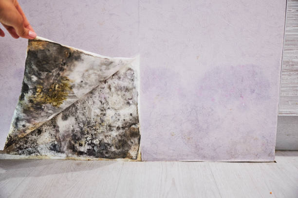 Trusted Bangor, MI Mold Remediation Experts